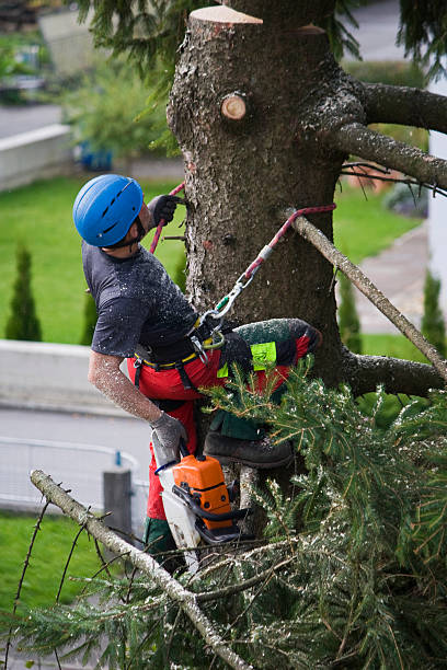 Organic Lawn Care Solutions in Abbotsford, WI