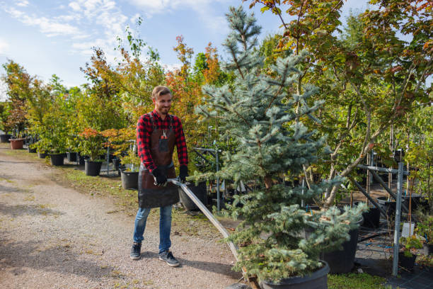 Professional  Tree Services in Abbotsford, WI